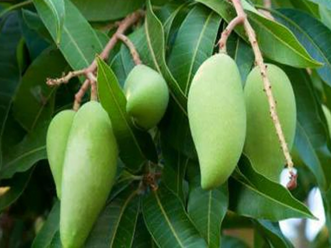 Importance and benefits of green mango in summer