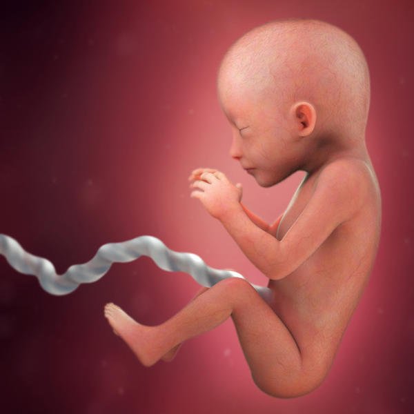 Children begin learning the language in the mother womb