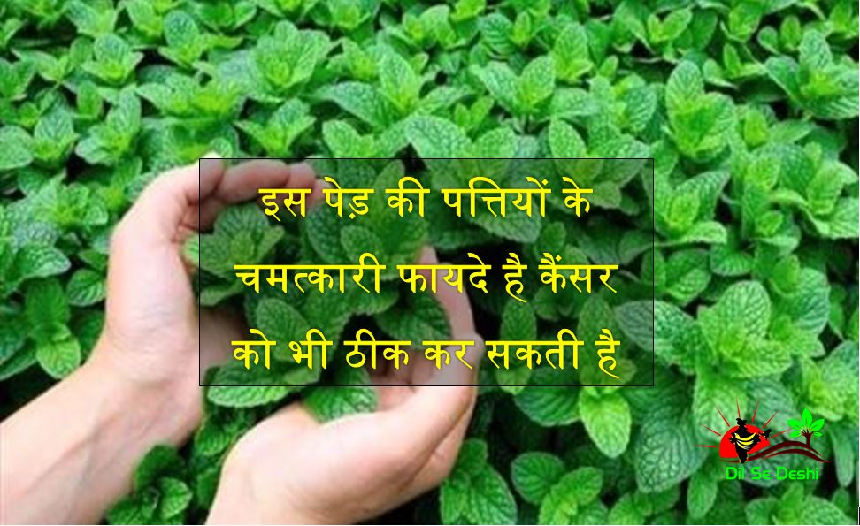 panacea sanjivani leaf