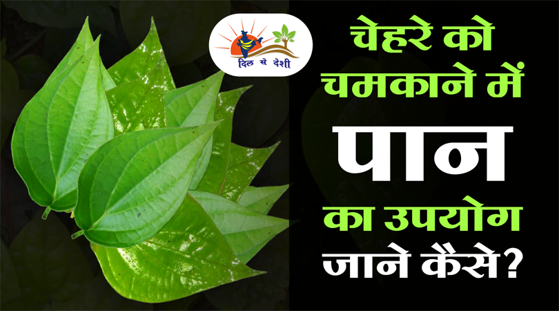 benefits of paan leaves