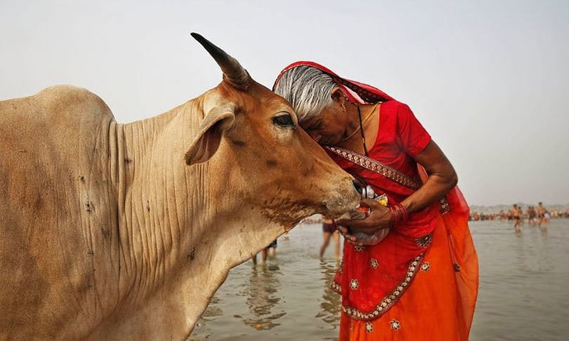 research on cow about hiv aids
