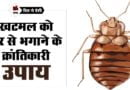 यदि है खटमल से परेशान तो अपनाये खटमल मारने के घरेलु और आयुर्वेदिक उपाय / Khatmal Marne Ke Upay and Bed Bugs Home Treatment in hindi Khatmal Marne Ke Upay in Hindi