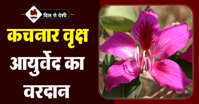 कचनार वृक्ष के औषधीय गुण और फायदे | Kachnar Ke Fayade in Hindi Kachnar Ke Fayade in Hindi