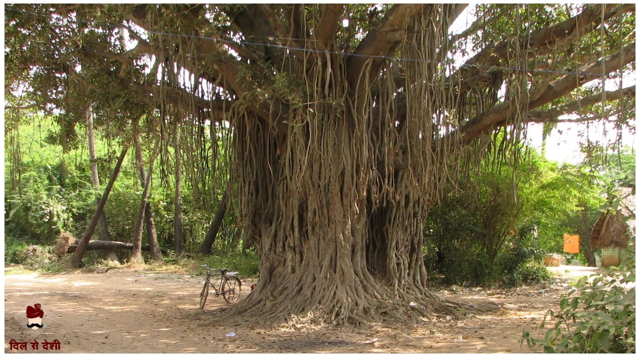 Banyan - National Tree of India in hindi