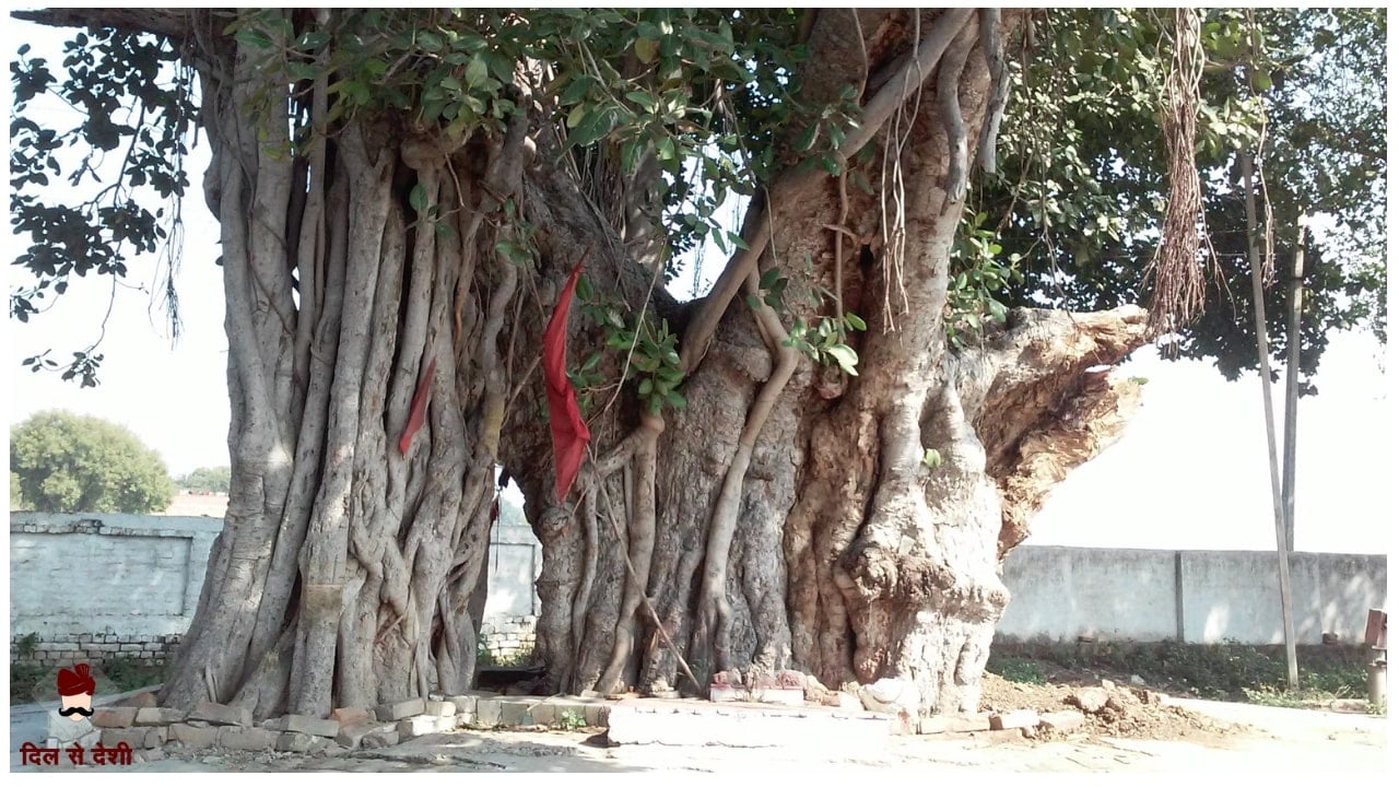 Banyan - National Tree of India in hindi