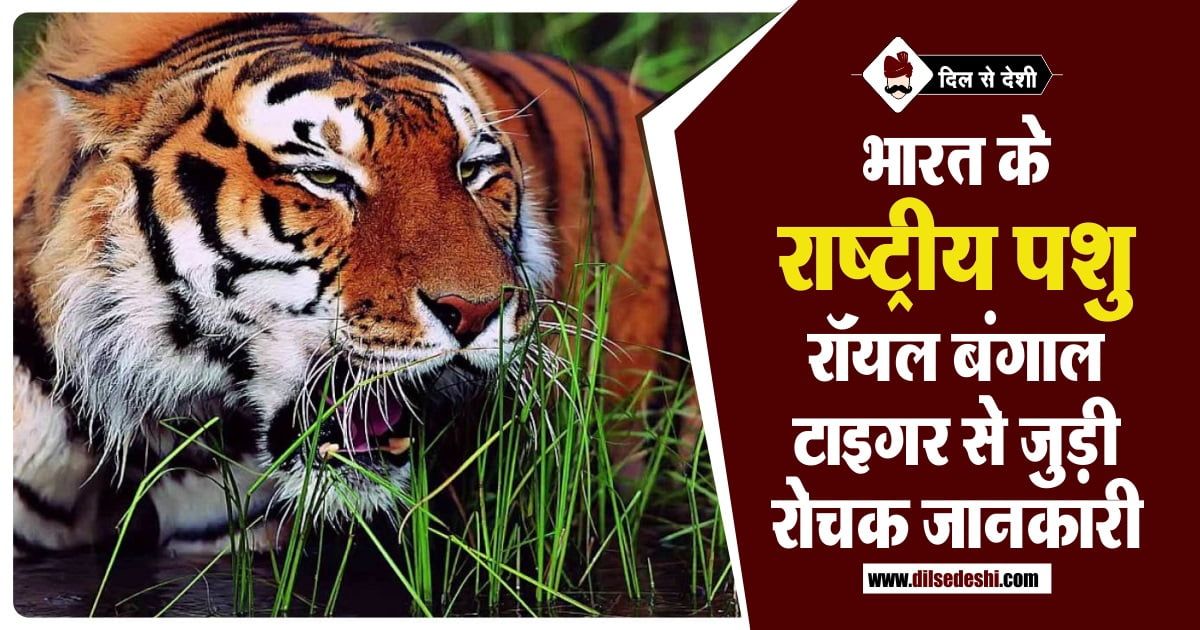 बंगाल टाइगर से जुडी सम्पूर्ण जानकारी | Full Details About Bengal Tiger in  Hindi