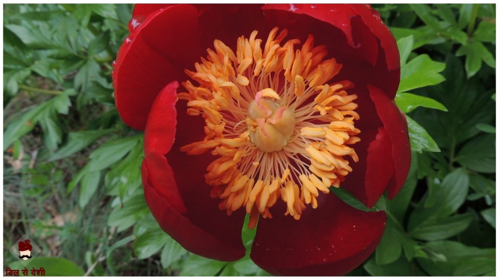 Benefits of Paeonia Flower in Hindi