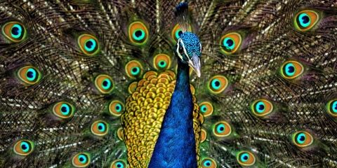 Peacock Bird Name in Hindi and English