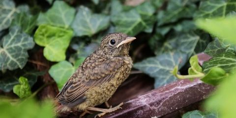 Nightingale Bird Name in Hindi and English