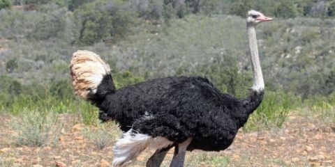 Ostrich Birds Name in Hindi and English