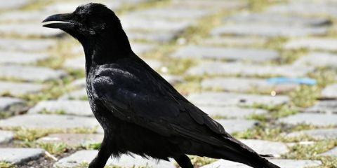 Crow Bird Name in Hindi and English