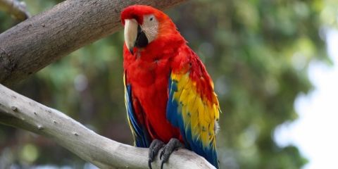 Parrot Bird Name in Hindi and English 