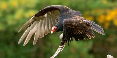 Vulture Bird Name in Hindi and English