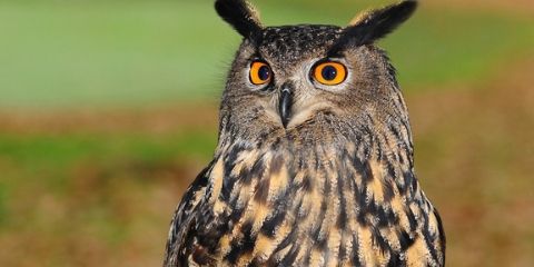 Owl Bird Name in Hindi and English