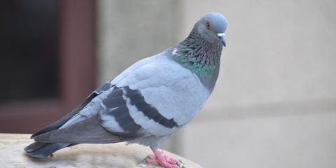Pigeon Birds Name in Hindi and English