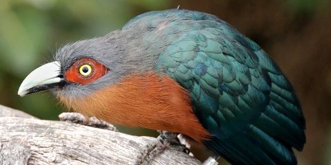 Cuckoo Bird Name in Hindi and English